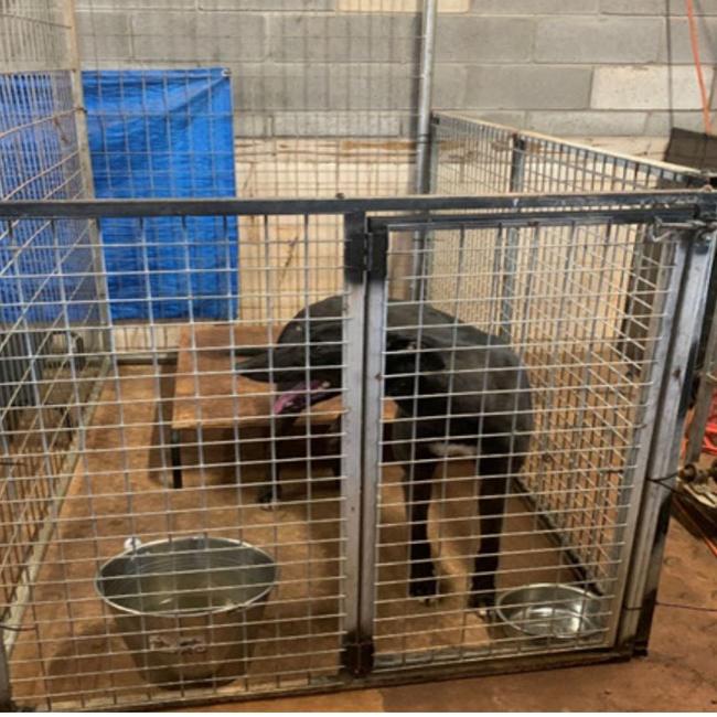 An NT investigation into the Darwin Greyhound Association in 2021 found a third of the dogs' kennels were non-compliant with minimum size requirements.