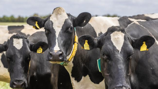 Holstein dairy cows. Picture: Zoe Phillips