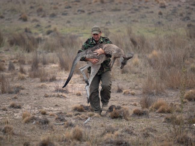 Animal rescuer Marcus Fillinger carries a bushfire burned kangaroo on February 4 in Peak View, Australia to a reserve for transport to a recovery centre. Picture: Getty