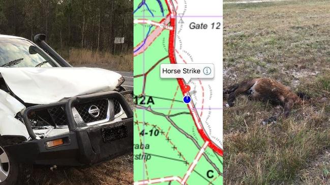 A horse struck on Cooloola Coast Rd by a car is the latest in several to die in the region from crashes.