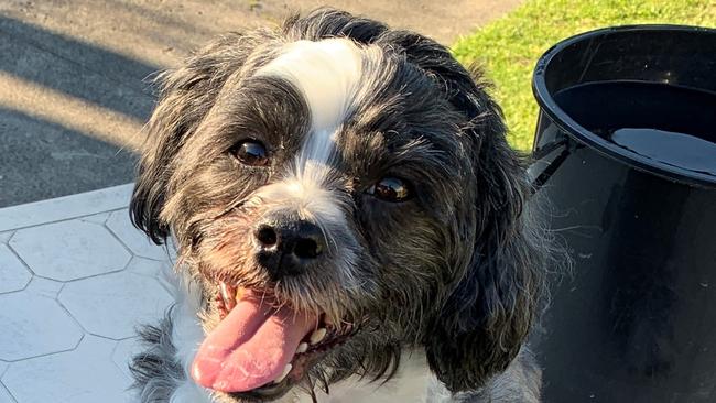 Rocky the maltese shih tzu before he suddenly fell ill and died from a nasty stomach virus earlier this month.