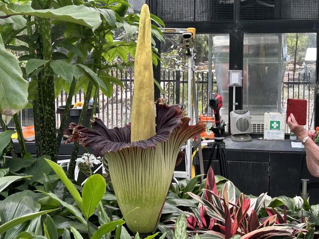 GEELONG, AUSTRALIA- NewsWire November 12, 2024: The Corpse Flower in full bloom at the Geelong Botanic Gardens. Picture: NewsWire / Nadir Kinani