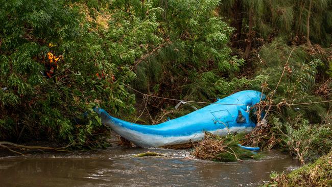 SES workers secure the Brewery Whale found near Thebarton. Picture: Ben Clark