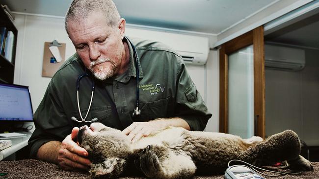 Wildlife vet John Hanger examines a koala. Picture: Justine Walpole