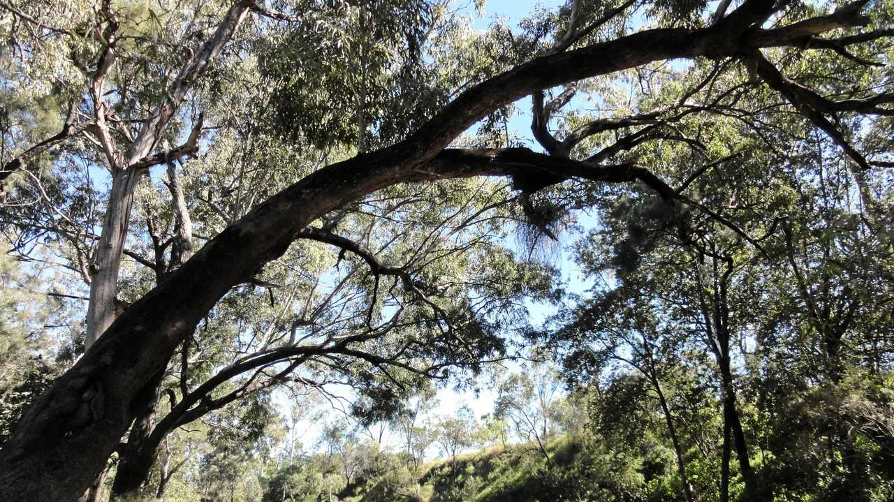 LONG FIGHT: Scottville&#39;s Garry Reed is concerned about the future of the creek as QCoal clears land. Picture: Contributed