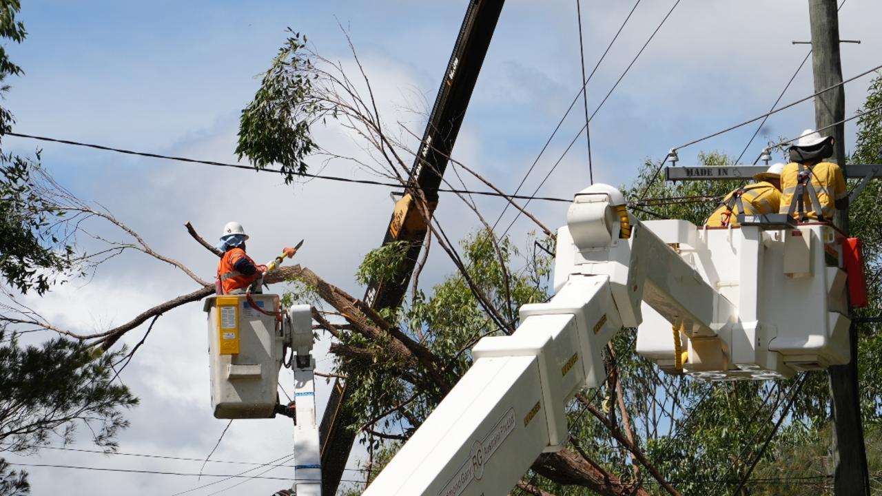 Revealed: The suburbs targeted to remove ‘Zombie’ trees