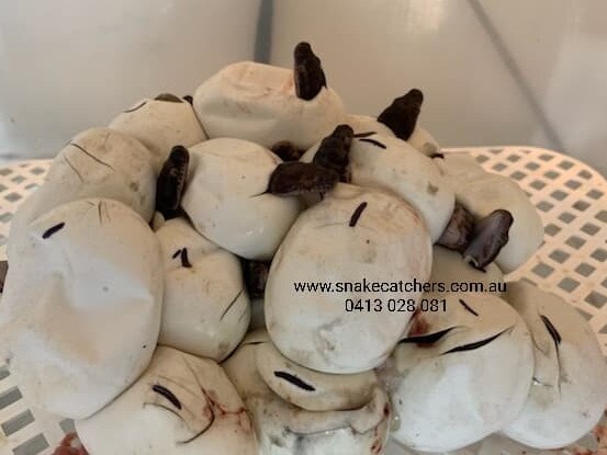 Baby carpet pythons hatching while in the care of a southeast Queensland snake catcher. Twin snakes are among the hatchlings. Picture: Snake Catchers Brisbane, Ipswich, Logan and Gold Coast/Facebook.