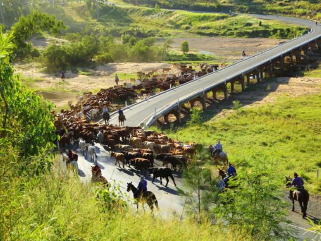 No bull, it’s raised $100k: Inside look at cattle droving event