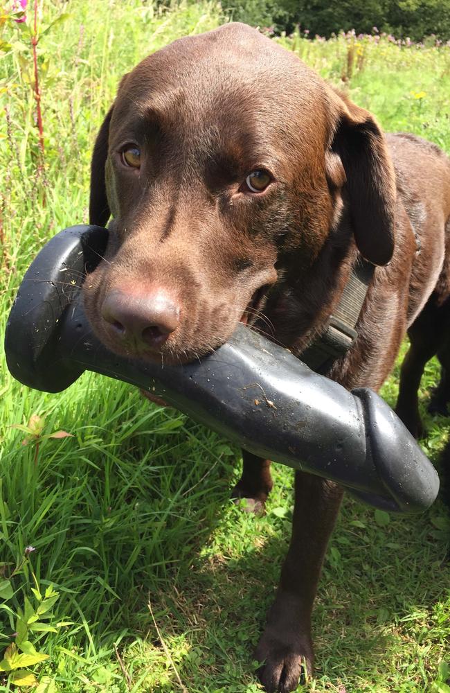 Galaxy, with the unconventional chew toy.