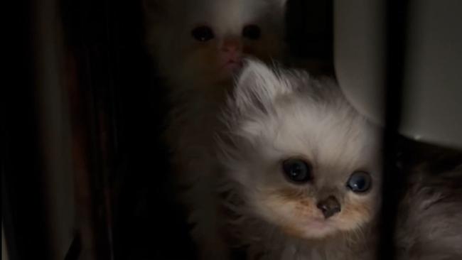 Kittens filmed in one of the raided homes.