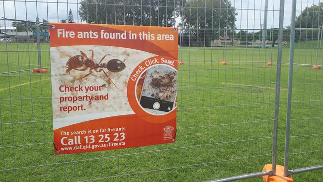 Fire ants have been detected in Runaway Bay.