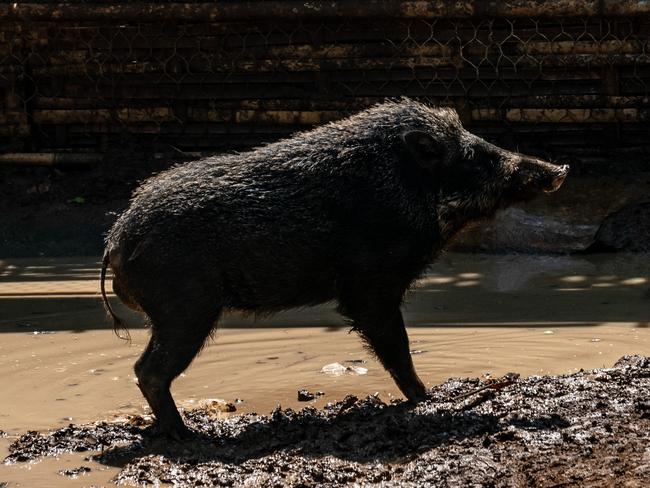 MAJALENGKA, WEST JAVA, INDONESIA - AUGUST 18: A wild boar is seen during a contest on August 18, 2019 in Majalengka, West Java province, Indonesia. In the remote parts of Indonesiaâs West Java province, hunting dogs are released into a bamboo-walled arena to fight against wild boars as a way to preserve a tradition of hunting in the area and test the agility of the dogs. Also known as 'adu bagong' (boar fighting), the popular sport takes place in illegal pits despite campaigns by animal rights activists to stop the practice. Dog owners pay between 600,000 to 2 million rupiah (40USD to 150USD) to enter the fights, depending on the size of their dog, and can receive up to 20 million rupiah (1,500USD) for the winning dog. The spectacle began in the 1960s when the number wild pig soared in West Java soared and takes place in a 15-by-30 metre arena surrounded by a bamboo fence as the fights ends only when one of the animals is injured. Locally known as 'Terkams or Pitkamsâ, the hunting dogs are usually a mix of bull terrier or pit bull, and bred by enthusiasts who have defended the practice, as the traditional sport also provide dog owners a source of income. (Photo by Ulet Ifansasti/Getty Images)