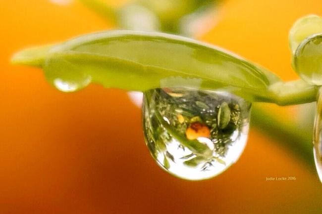 Jodie Locke snapped this incredible photo of a rain droplet. Picture: Jodie Locke