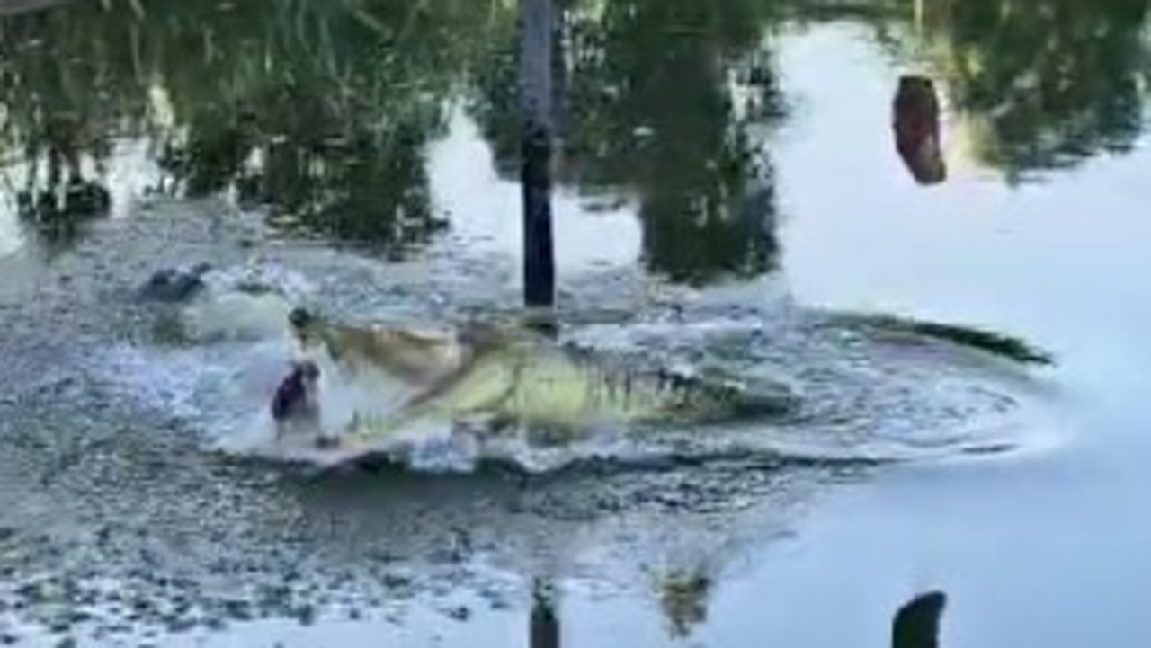 Oracle croc predicts 2025 federal election winner