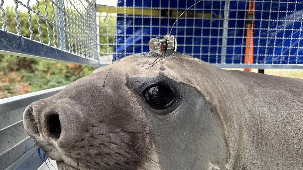 Neil the Seal was fitted with a satellite tracker after crowds of people forced NRE Tas to sedate and relocate him. Picture: Supplied