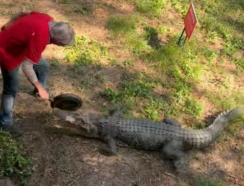 Croc attacks Goat Island  owner Kai