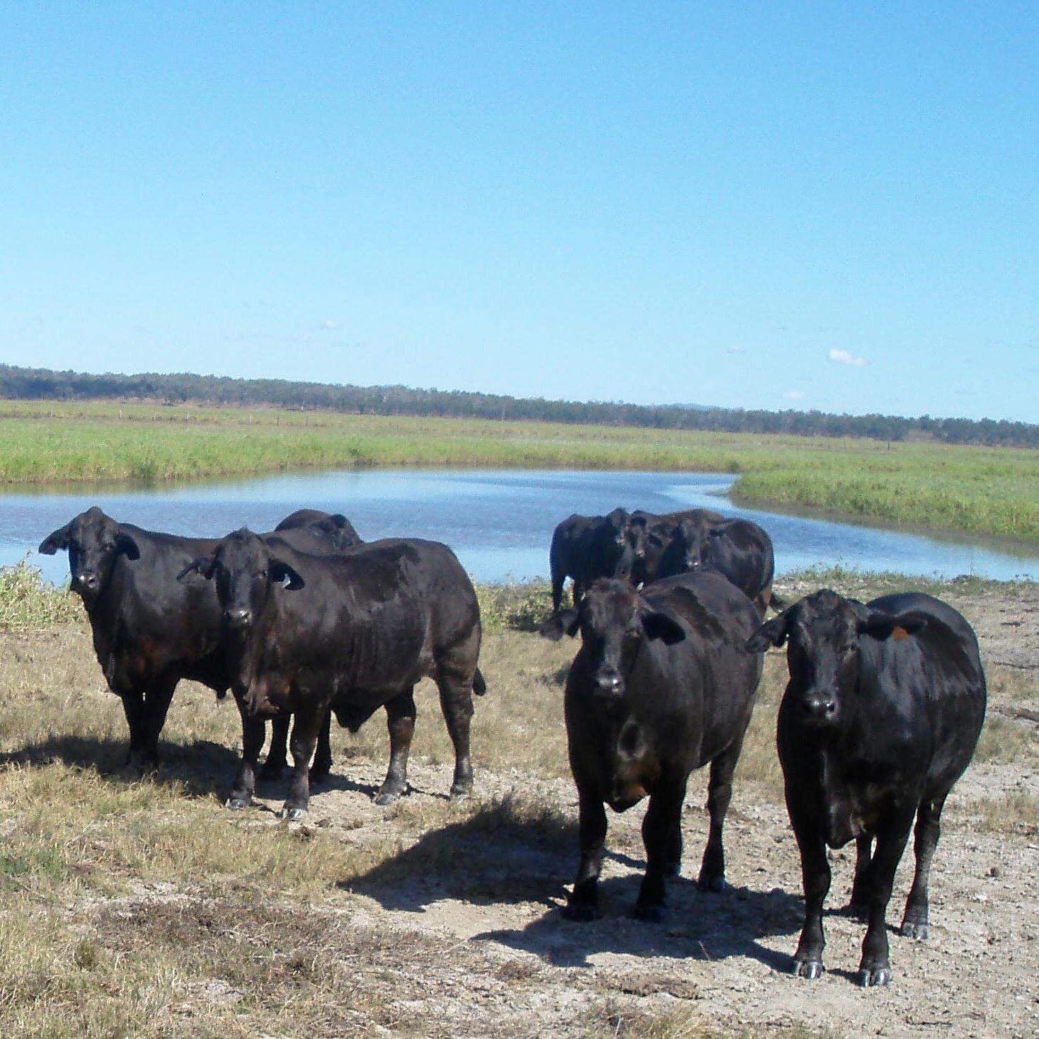 Brangus cattle fattened off grass, on the marine plains at \"Couti-Outi\" which has been owned by the Geddes family for 140 years. Picture: contributed