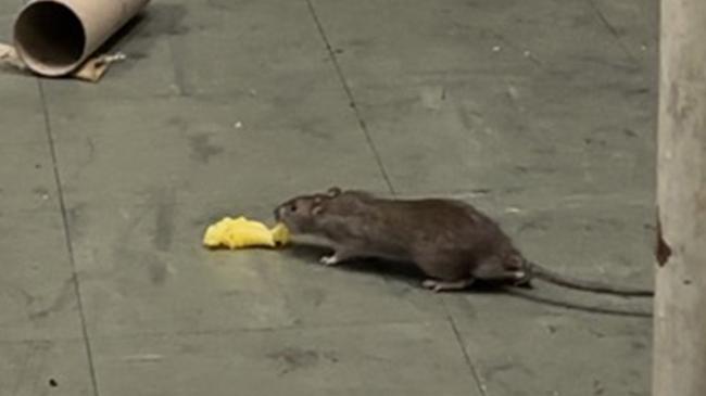 A worker photographed a rat at the McDonald's fast food restaurant on the corner of Hindley and Bank streets, Adelaide. Picture: Supplied