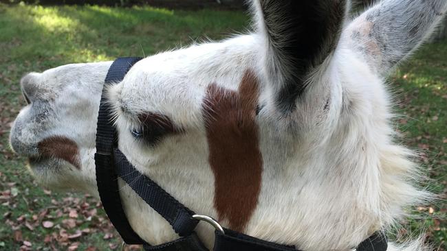 A llama at Dayboro Cottages and Llama Walks.