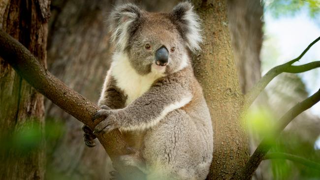 A koala at Cleland Wildlife Park. Picture: Adam Bruzzone