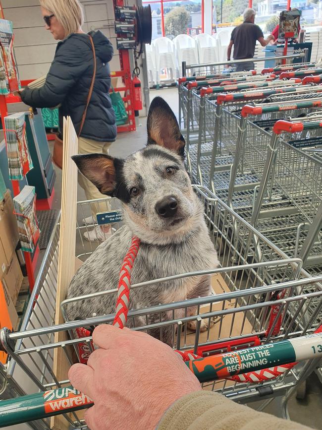 Barney the blue heeler at Bunnings. Picture: Reddit