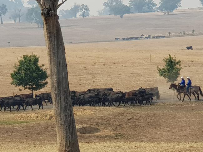 Focal point: Police muster cattle on Corey and Prue Ireland’s Riverina property near Wagga Wagga as part of an investigation into cattle trades.