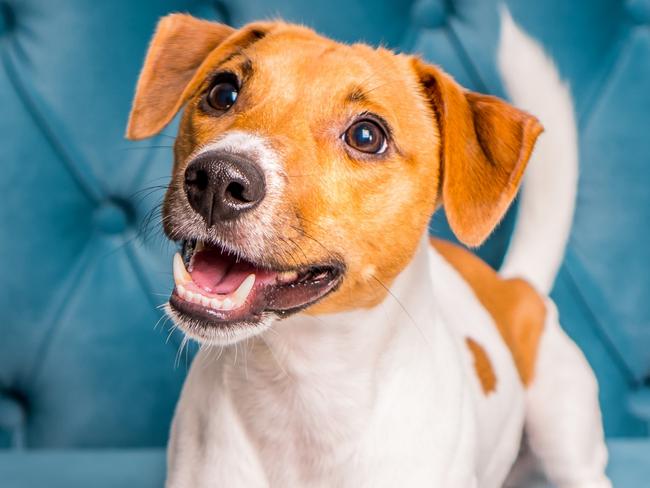 Soft sofa. Furniture background. Dog lies on turquoise velour sofa. Cozy and comfortable home interior.