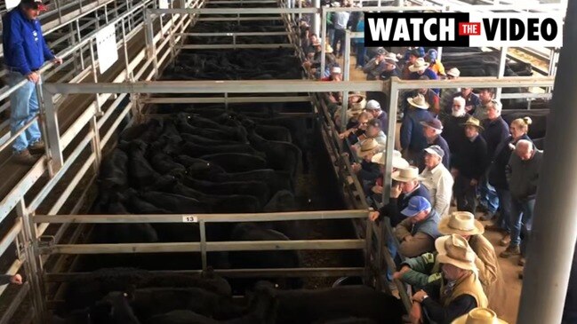 Wodonga store cattle sale, May 13, 2021