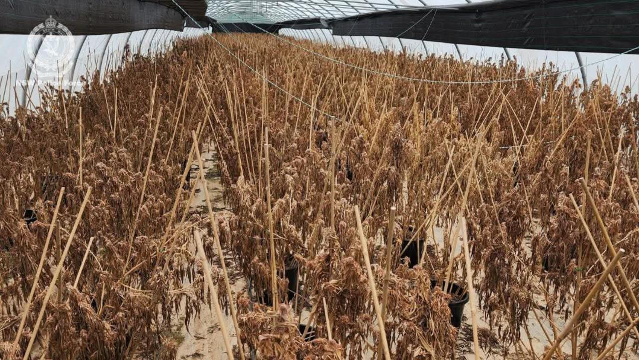 The cannabis crop was destroyed after a shed fire led police to the operations of an “organised network” cultivating at Woolgoolga.