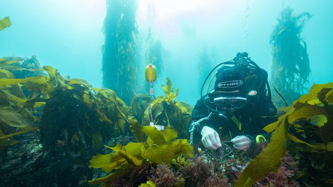 A researcher undertakes ocean imaging at the Tasman Peninsula as part of a project to restore a giant kelp forest. Picture: Supplied