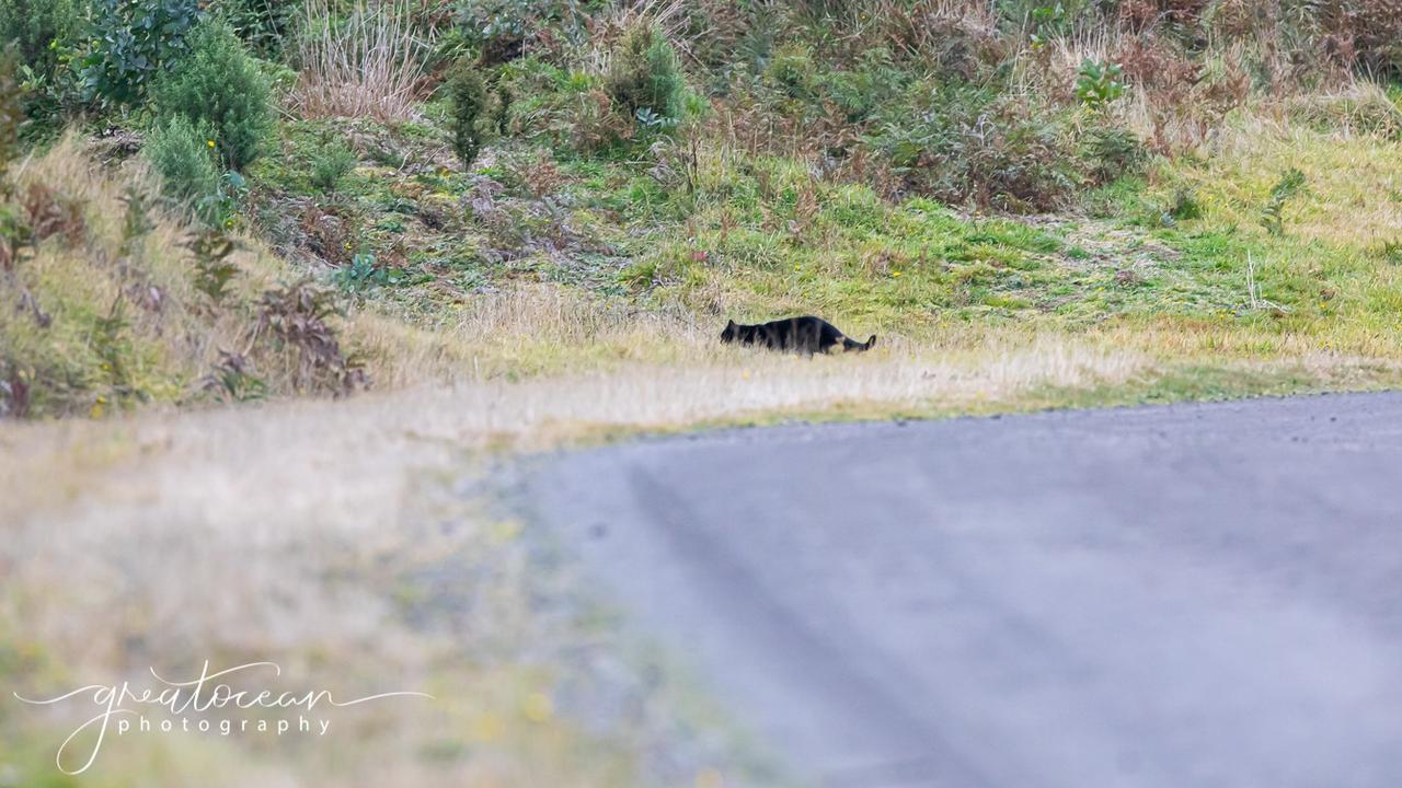 Picture: Amber O'Meara Noseda/Great Ocean Photography