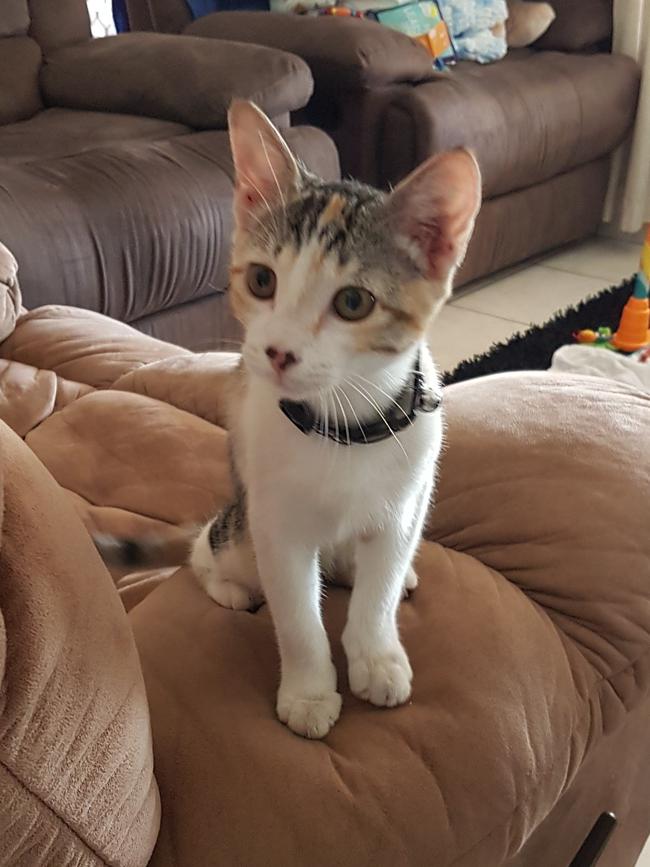 Honey is adopted. She is just 15-weeks-old and a loving kitten considering her rough start to life! Picture: Rebecca Brewster