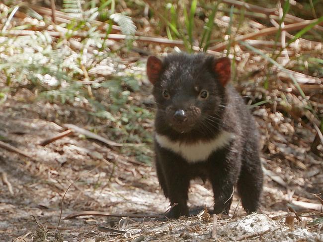 A healthy Tasmanian devil is captured at Woolnorth, in the documentary Living With Devils. Picture: Supplied