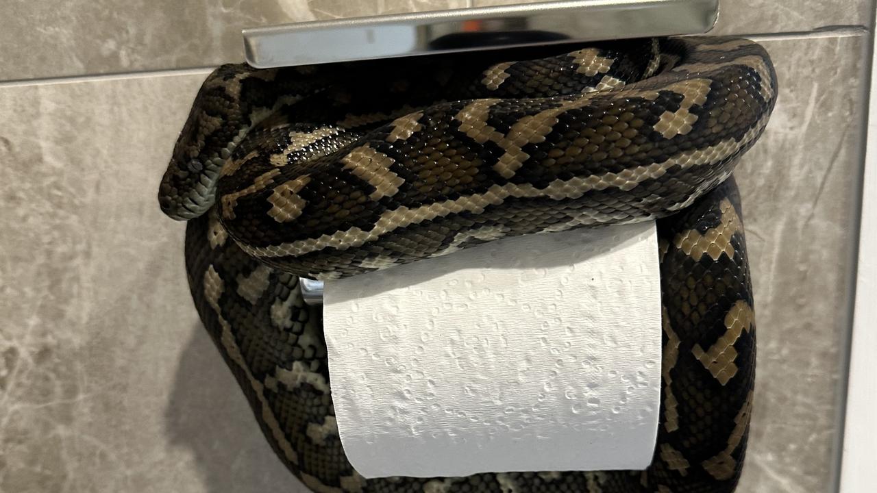 This carpet python was found on a toilet roll at a Doonan property. Picture: Snake Catcher Noosa