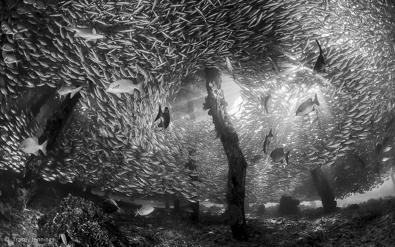 Hide and Seek by Malaysian-based photographer Tracey Jennings.