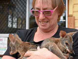 BUNDLE OF JOY: Dr Heather Gray with some of her adopted joeys, outside the Mungallala Internet Cafe. Picture: Ellen Ransley