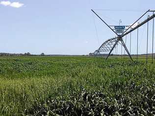 HEFTY LOAD: It is estimated that the crop may yield 200 bales or 105 tonne. Picture: South Burnett Regional Council