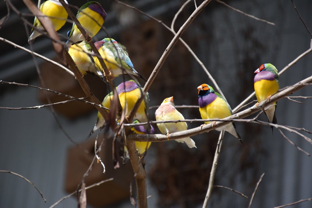 Getting up close with the birds at Maleny Botanic Gardens and Bird World. Picture: Mark Furler