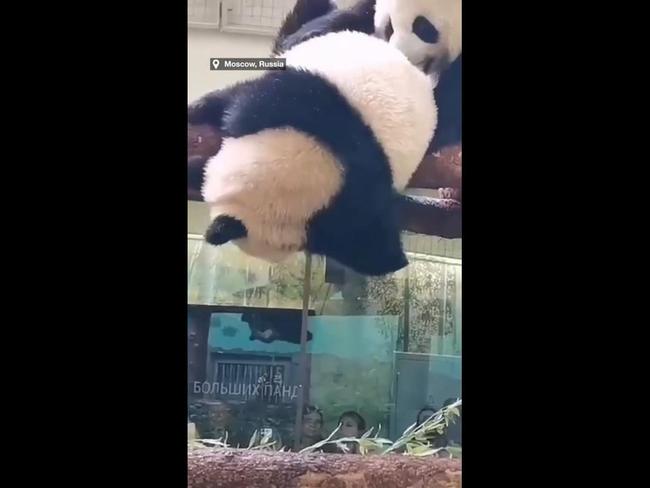 Stranded panda cub rescued by doting mother