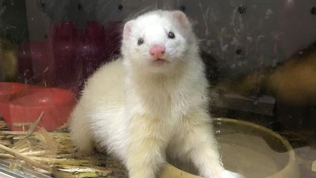 Neighbours have spotted the ferret roaming backyards.