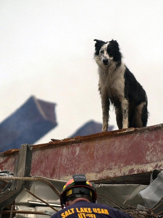 A border collie named "Cowboy," a sniffer search dog for the Federal Emergency Management Agency, sniffs through the pile of rubble at the World Trade Centre