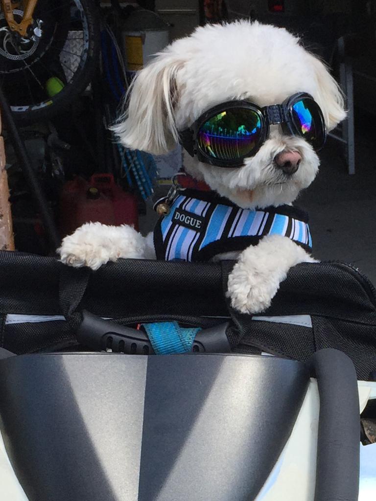 Yarra Valley Motorbike Riding Dog: Spoodle With Customised Clothes On 