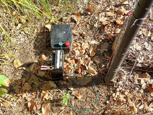 A cannabis crop has been found hidden in a national park on Maggie, safe behind an electric fence.