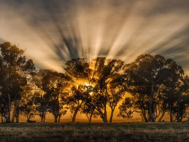 Fog in the morning on theoutskirts of Benalla along the Midland Highway. PIc: Rene Martens