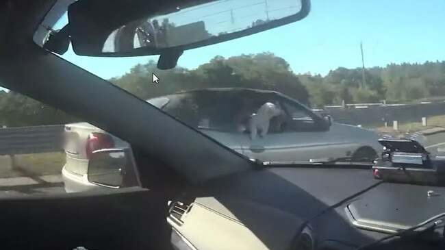 A screenshot from the video provided by Queensland Police showing the woman driving down the M1 with two dogs on her lap.