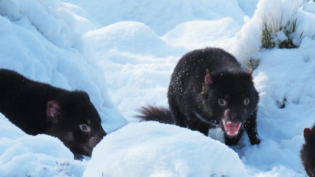 Devils in the snow at Devils@Cradle in Cradle Mountain. Picture: Devils@Cradle