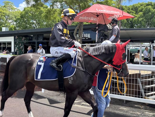 Two-year-old colt Thee Creek, named after Brisbane's iconic Breakfast Creek Hotel, will tackle the $500,000 2YO Jewel on the Gold Coast on Saturday. Picture: supplied by Will Hulbert.