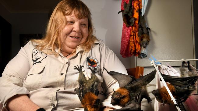 Fauna Rescue's Sue Westover with flying foxes rescued from the extreme heat that is decimating their population. Picture: Tricia Watkinson