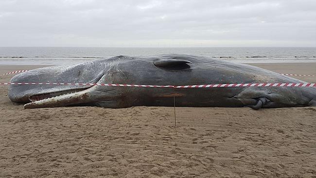 What’s killing the whales of Europe?