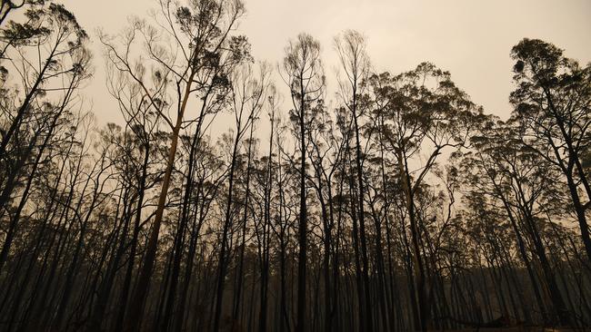 Burnt trees along the Great Alpine Road in Sarsfield. Picture: James Ross